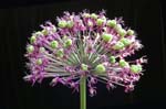 allium_024