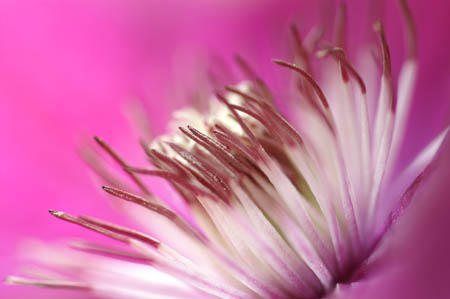 clematis0002