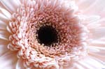 14_pp_gerbera_015