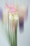 SWEET PEA